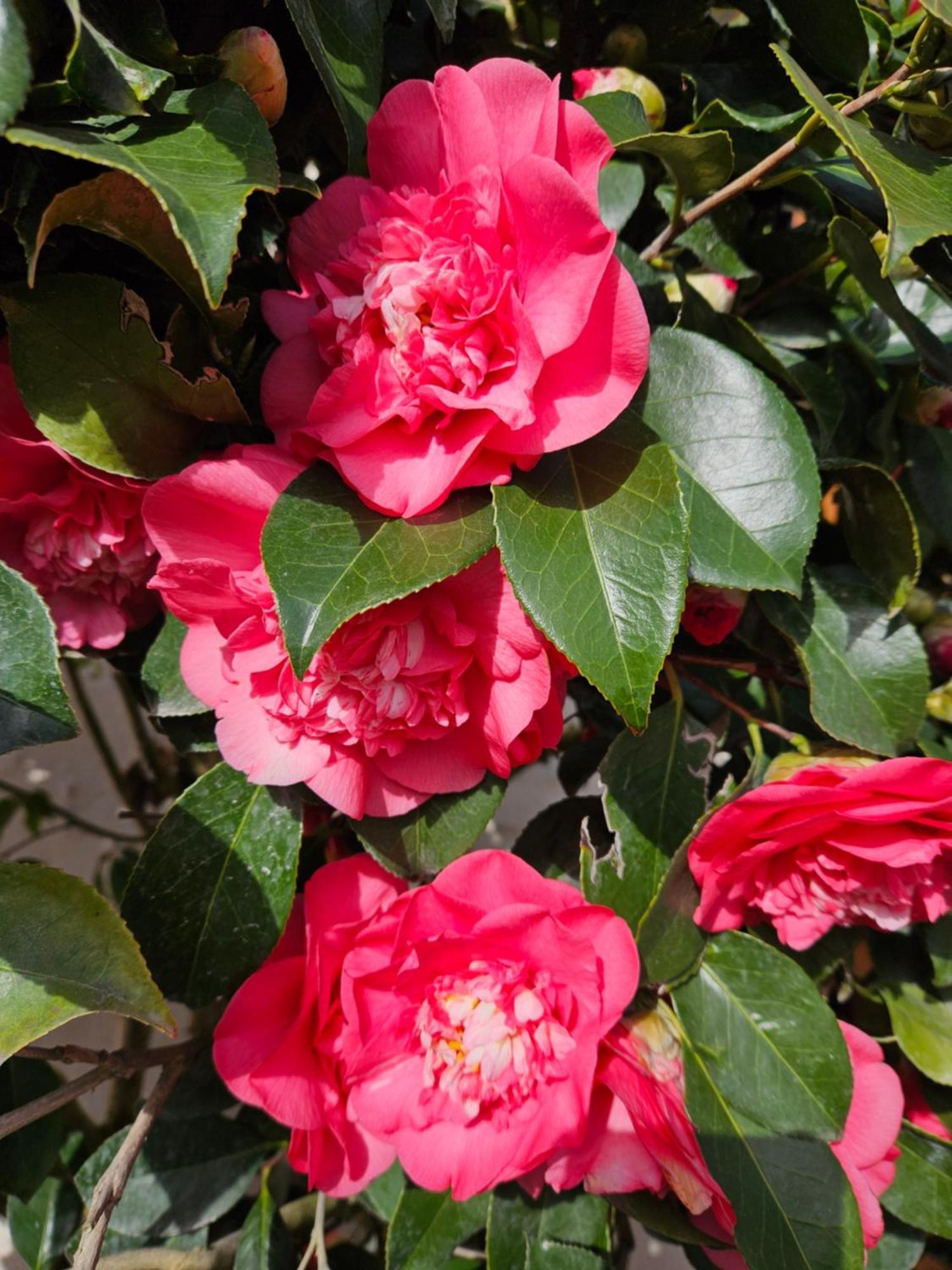Les Camelias Villa Selles-sur-Cher Exteriör bild